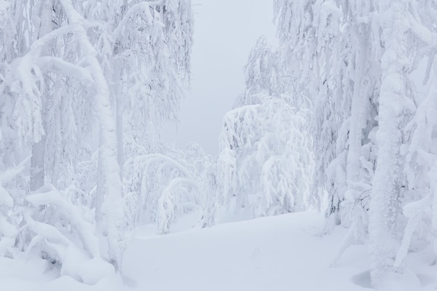 Paisagem natural de inverno nevado - floresta congelada em neve profunda