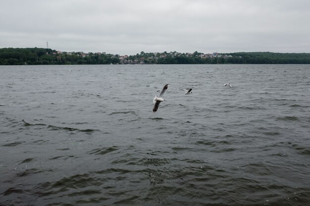 Paisagem nebulosa com o vôo gaivotas