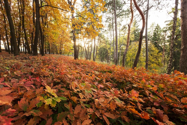Foto grátis paisagem pacífica e bonita à luz do dia