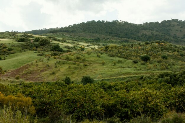 Paisagem pacífica extra longa com árvores