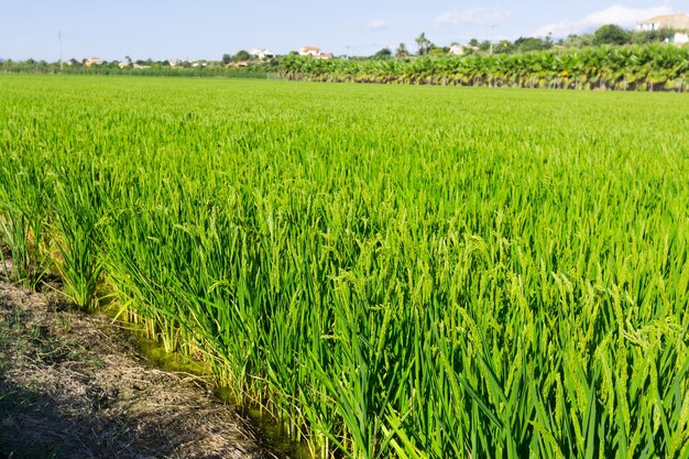 paisagem rural com campos de arroz