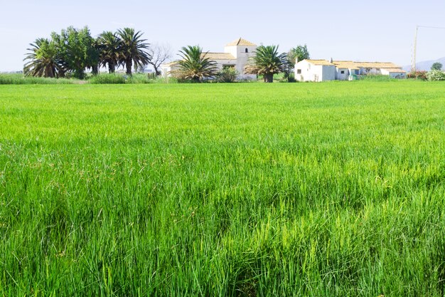 paisagem rural com campos de arroz