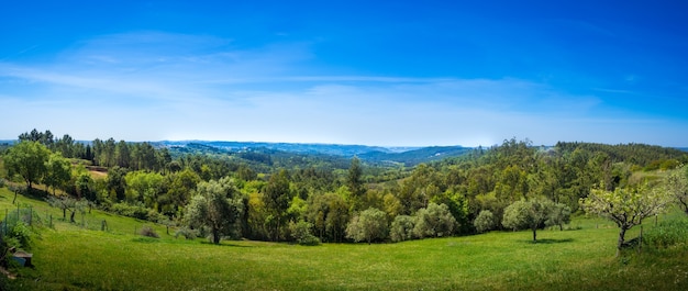 paisagem rural de arte. campo e grama. horário de verão no campo