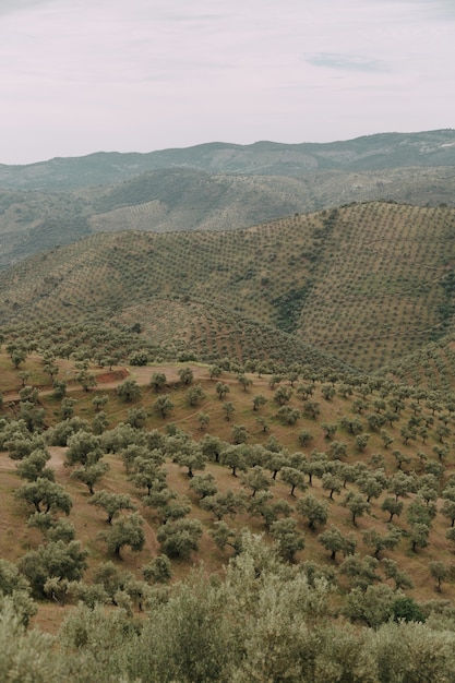 Paisagem verde com muitas árvores verdes e montanhas sob as nuvens de tempestade