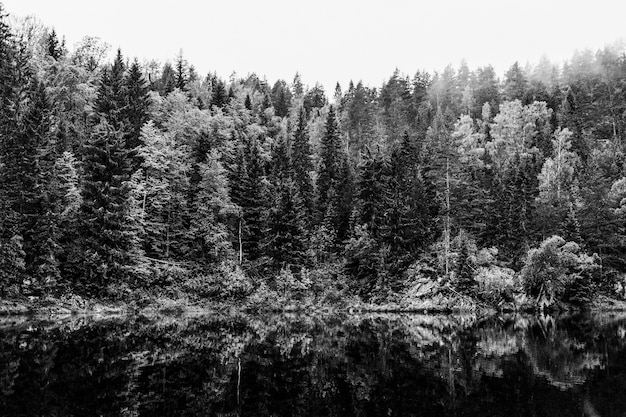 Paisagens dramáticas preto e branco com árvores e lago