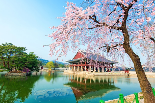 Palácio gyeongbokgung com flor de cerejeira na primavera, coreia.