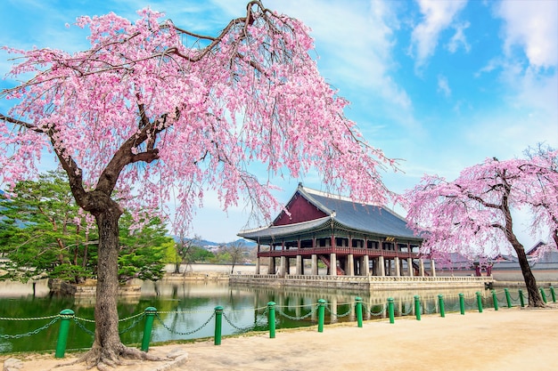 Palácio gyeongbokgung com flor de cerejeira na primavera, seul, na coréia.