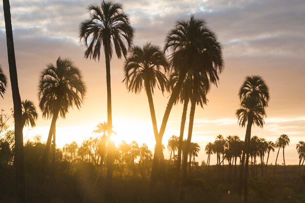 Palmas altas e maravilhoso céu com nuvens ao pôr do sol