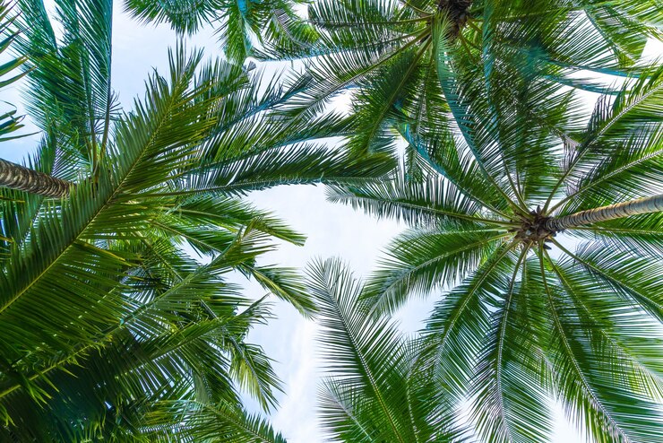 Foto grátis palmeira de coco no fundo do céu
