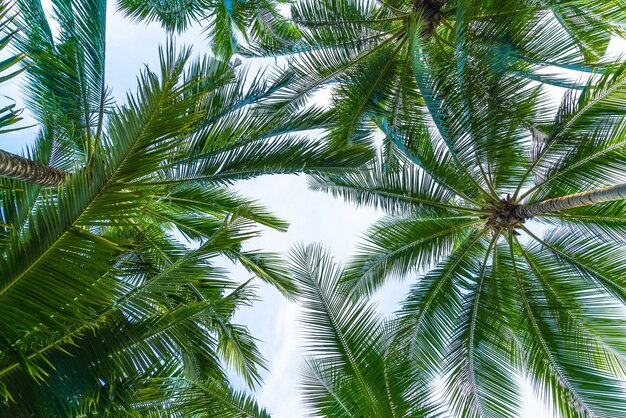 Palmeira de coco no fundo do céu