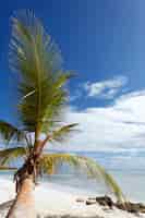 Foto grátis palmeira na praia do caribe