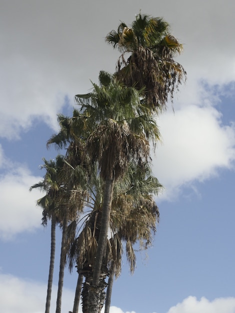 Foto grátis palmeira no céu