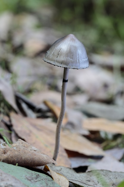 Panaeolus semiovatus, mottlegill brilhante, eggead mottlegill, fungo