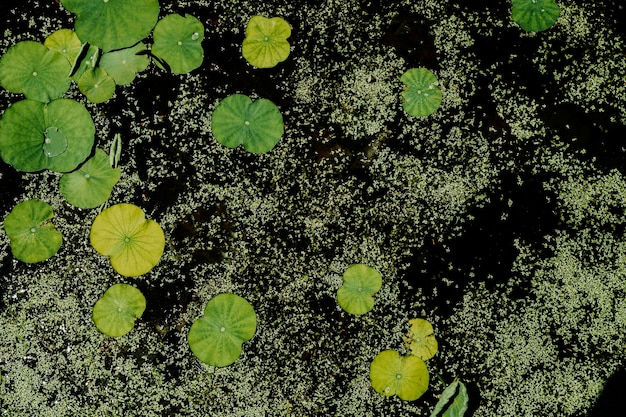Pano de fundo de folhas de lótus e duckweeds flutuando na água