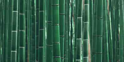 Foto grátis panorama de bamboo grove em arashiyama, kyoto, japão.