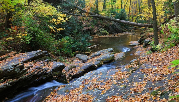 Panorama de close-up do riacho de outono com árvores de bordo amarelo e folhagem em rochas na floresta com galhos de árvores.