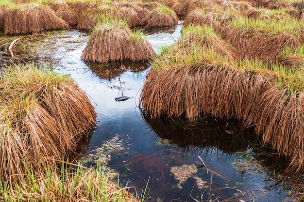 Pântano de turfa de grama bonita fofo na água do lago blue swamp.