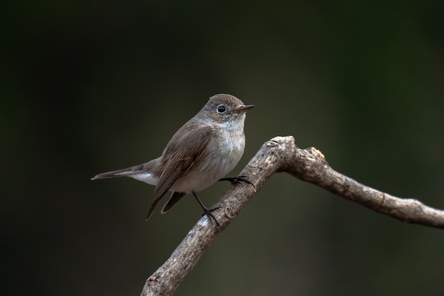 Papa-moscas-de-peito-ruivo, Ficedula parva