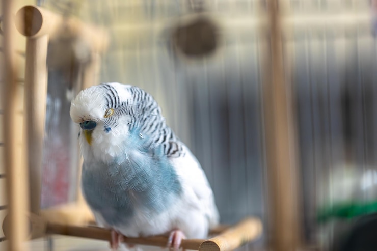 Foto grátis papagaio azul e branco conceito de animais de estimação e aves domésticas