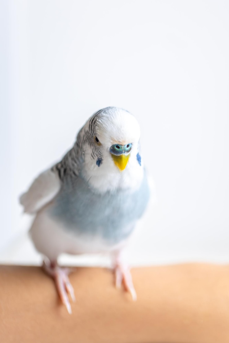 Foto grátis papagaio azul e branco conceito de animais de estimação e aves domésticas