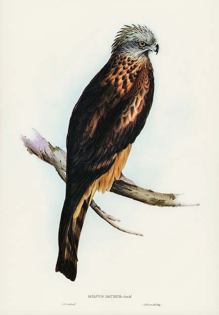 Papagaio-de-cauda-quadrada (milvus garante) ilustrado por elizabeth gould