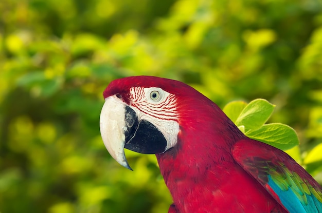 Papagaio macaw contra a natureza