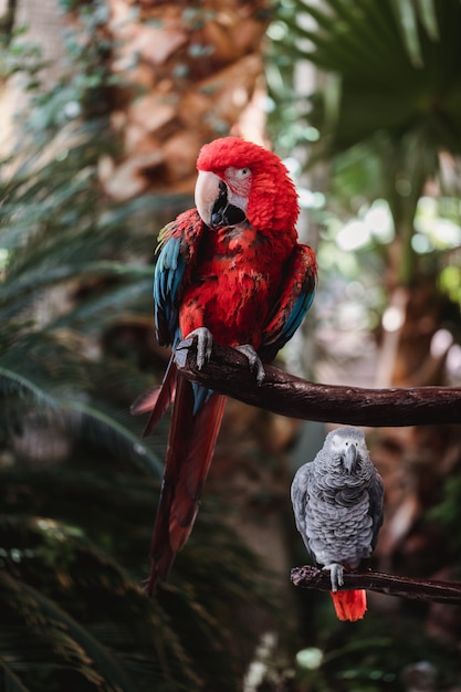 Papagaio vermelho e azul