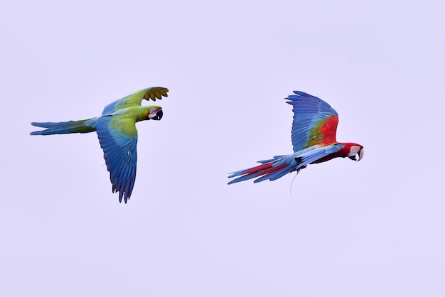 Papagaios de arara durante um voo