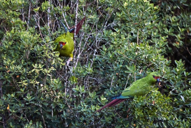 Papagaios verdes com suas caudas coloridas nos galhos das árvores