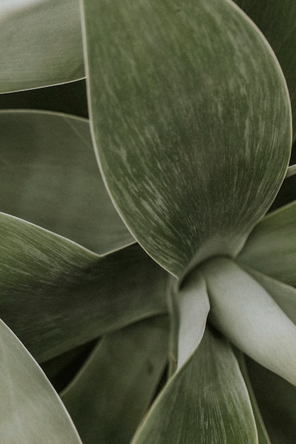 Papel de parede de fundo de planta suculenta, imagem escura de natureza estética
