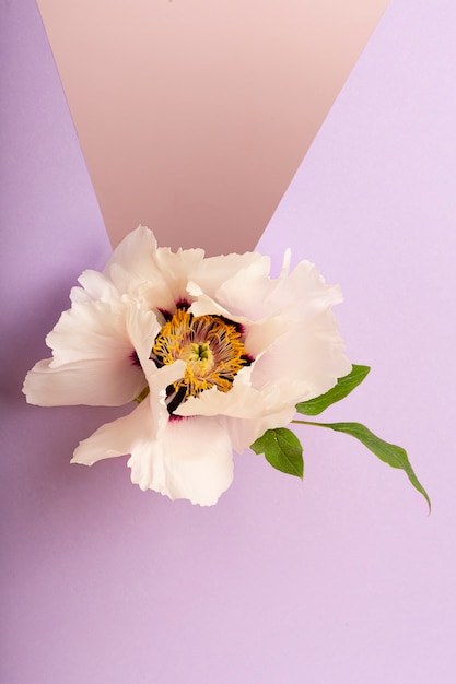 Foto grátis papel de parede de primavera linda flor branca de alto ângulo
