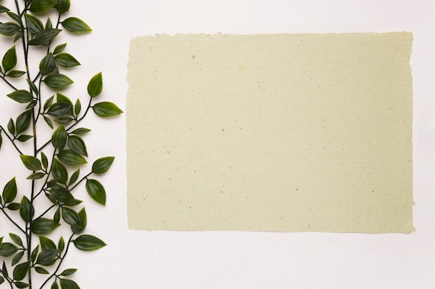 Foto grátis papel texturizado em branco perto da planta verde sobre fundo branco