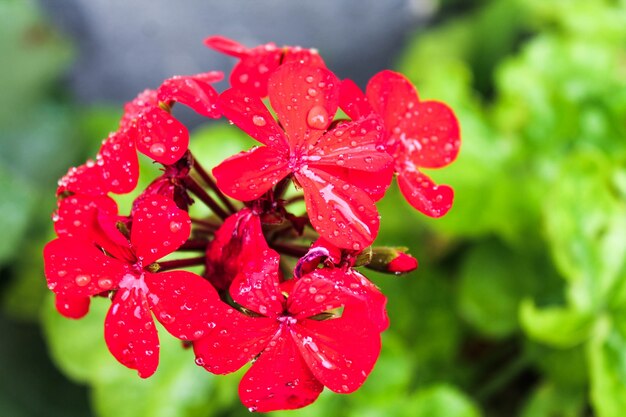 papoulas flor branca bando romântico