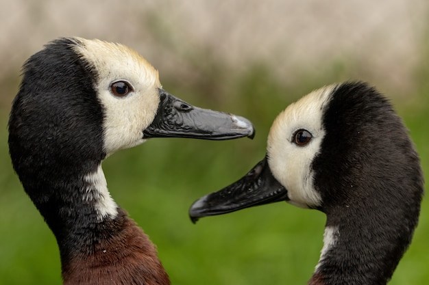 Foto grátis par de gansos canadenses fofos em uma área gramada com um fundo desfocado