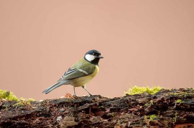 Foto grátis pardal de madeira velho que está nas rochas com musgo