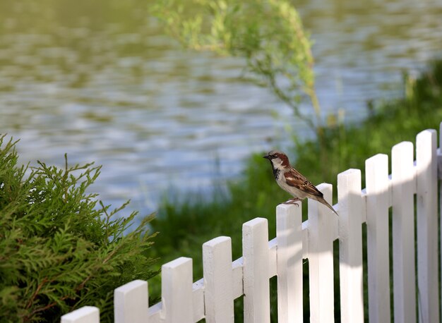 Pardal empoleirado em uma cerca de madeira branca com um lago borrado