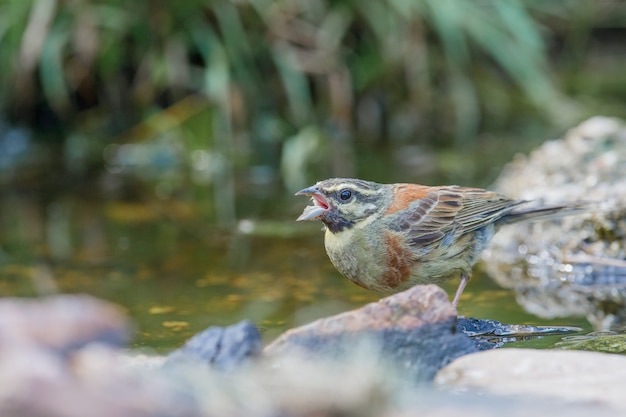 Pardal fofo empoleirado à beira do lago durante o dia