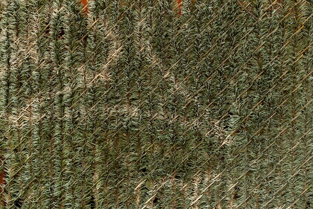 Parede decorada com folhas de pinheiro