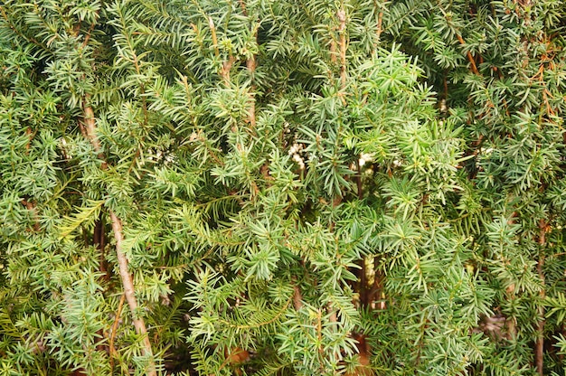 Parque com uma bela planta verde de taxus baccata