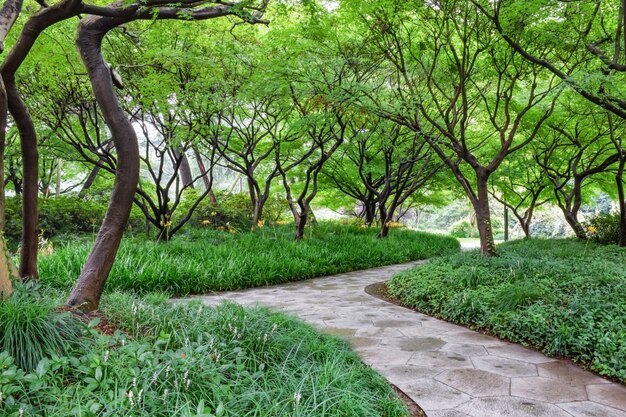 Parque com vegetação ea caminho de pedra