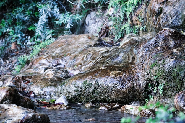 Parque de musgo verde madeira waterscape luz