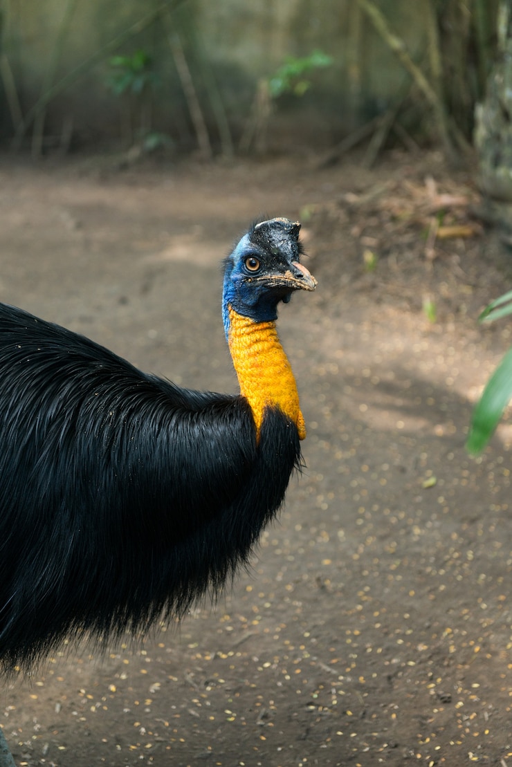 Foto grátis parque de pássaros de bali em sanur
