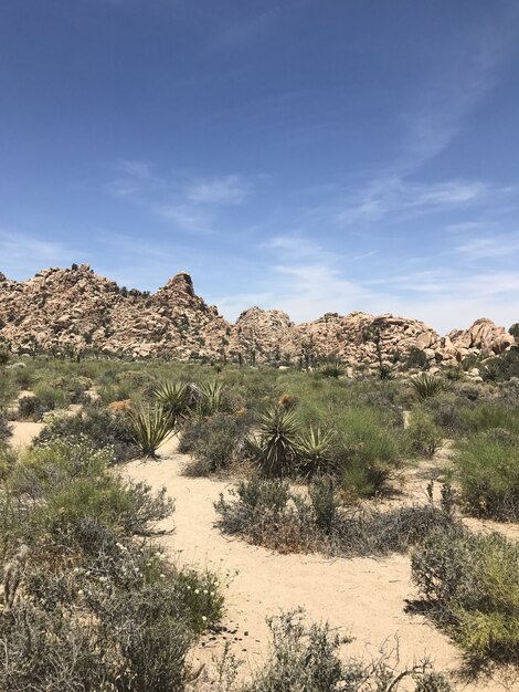 Parque Nacional Joshua Tree