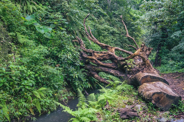 Foto grátis parque nacional rinjani, lombok, indonésia