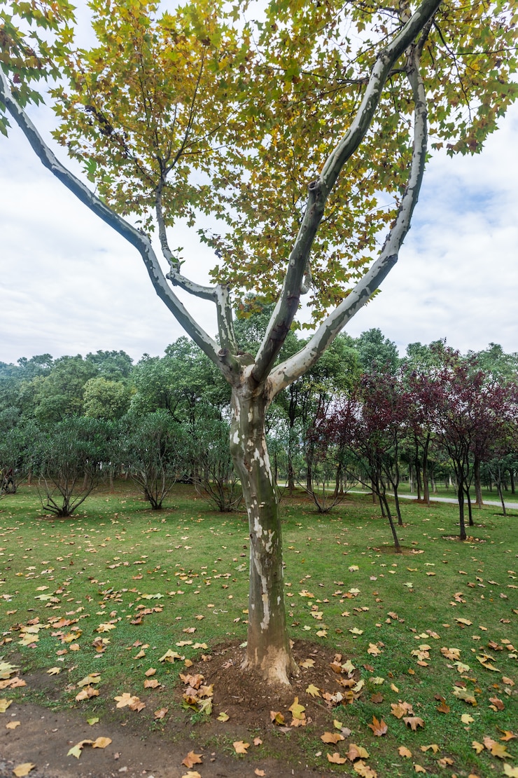Foto grátis parque natural de yixing