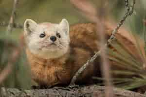 Foto grátis parque pine martin algonquin