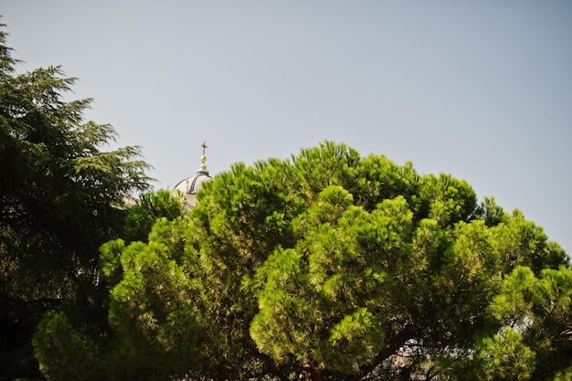 Parte superior da árvore mediterrânea verde no contraste com o céu azul