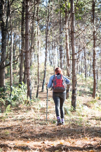 Parte traseira das mulheres caminhando viajante com mochila andando através de uma floresta de pinheiros.