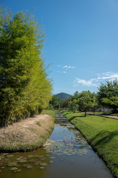 Foto grátis passagem de lagoa e parque