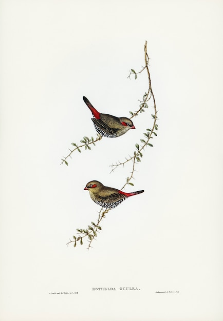 Passarinho-de-orelha-vermelha (estrelda oculea) ilustrado por elizabeth gould